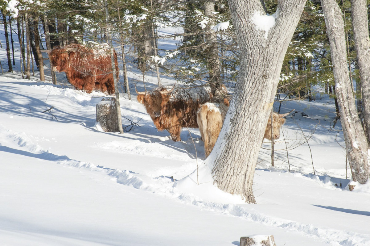 58477-omeara-byreFarm-2.jpg