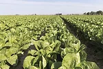 58485-jaynes-field.jpg