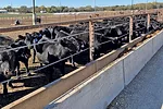 58493-bryant-PBU-Calves-at-BCRC-1.jpg