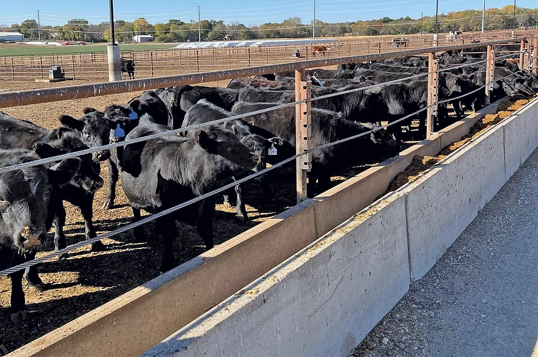 58493-bryant-PBU-Calves-at-BCRC-1.jpg