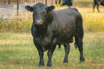 58495-warner-bull.jpg