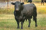58495-warner-bull.jpg