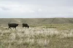 58497-scholljegerdes-desert-range-cooper.jpg