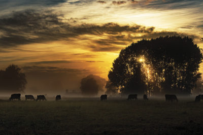 58535-miller-cows-sunrise.jpg