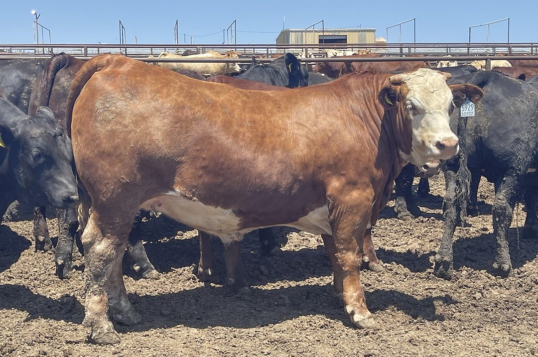 6 'essential' traits for improving your herd | Ag Proud