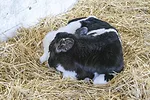 58351-rowson-calf.jpg