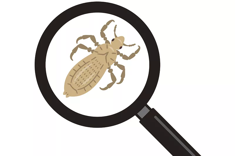 58596-vlietstra-bug.jpg 58596-vlietstra-bug.jpg
