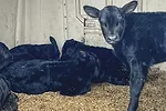 58390-trennepohl-calves-6455.jpg