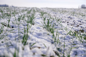 58619-greco-wheat-snow.Getty.jpg