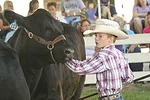 58625-coleman-cattleshowing.jpg