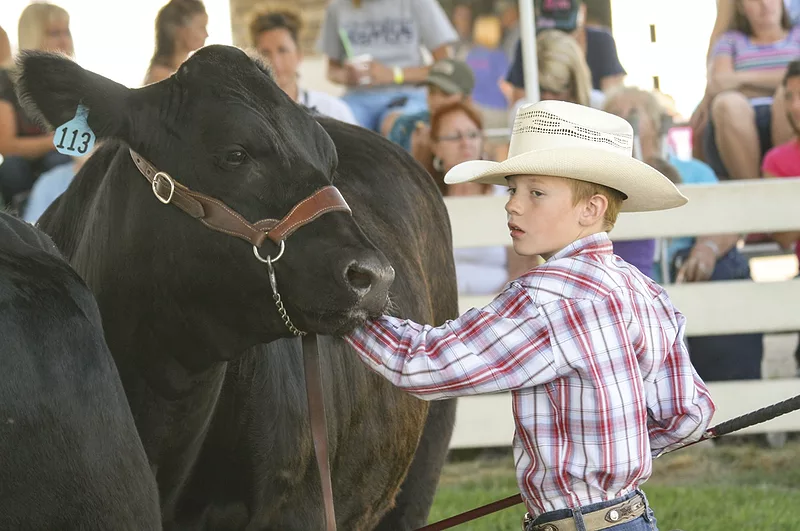 58625-coleman-cattleshowing.jpg