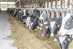 58629-barton-V3A3916-dixon.jpg
