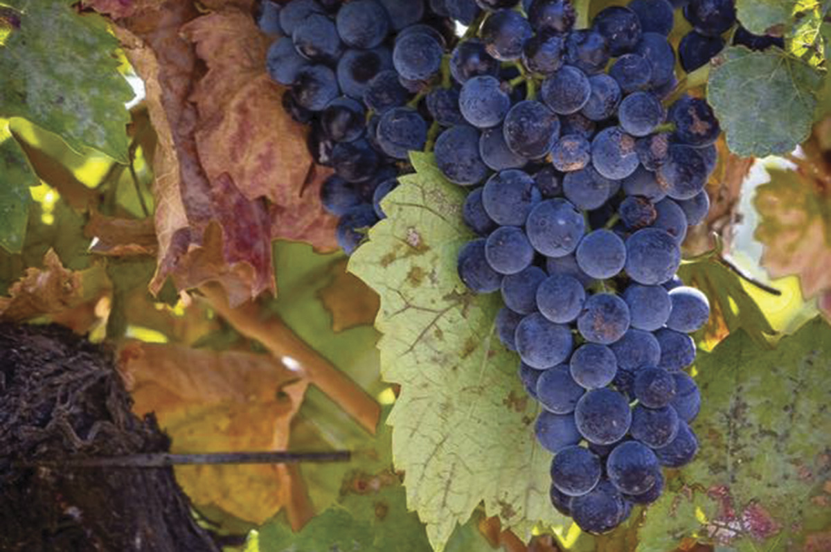 58652-brackett-grape.jpg