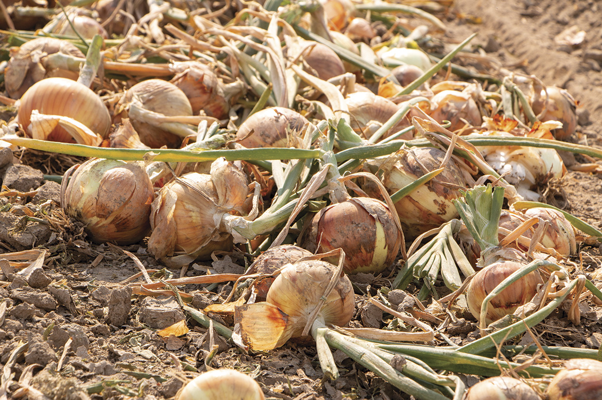 58652-brackett-onions.jpg