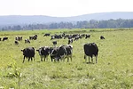 58653-veselka-img_2545.jpg