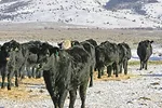 58667-vanvalin-winter-feed-marchant.jpg