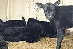 58670-howard-beef-hutch.jpg