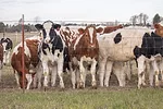 58672-schmidt-heifers-jaynes.jpg