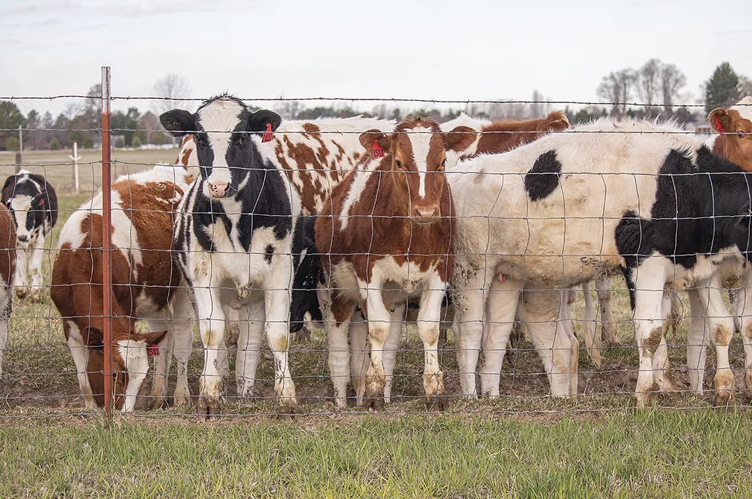 58672-schmidt-heifers-jaynes.jpg