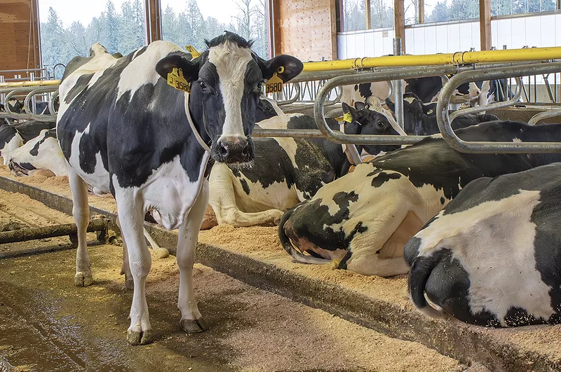 58566-groen-cow-dixon.jpg 58566-groen-cow-dixon.jpg