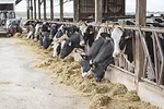 58661-daley-purina-6.30.23.jpg