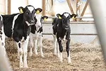 58671-philibeck-calves.jpg