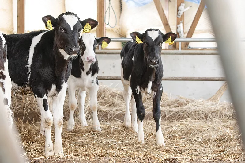 58671-philibeck-calves.jpg 58671-philibeck-calves.jpg