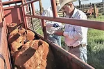 58701-rackley-cows.jpg