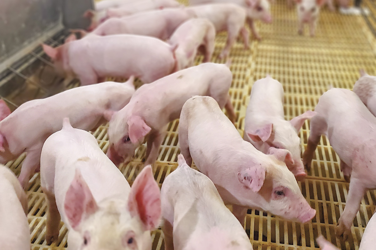 58701-rackley-pigs.jpg