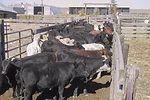 58702-rackley-cows.jpg