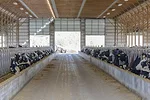 58683-petersen-cowsfeeding.jpg