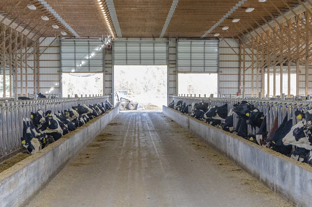 58683-petersen-cowsfeeding.jpg
