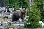 58728-marchant-1.jpg