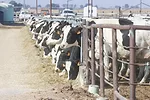 58735-morris-machado-dairy-92023-1.jpg