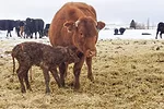 58714-williams-newborn-marchant.jpg