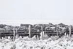 58750-brackett-hard-winter-dixon.jpg