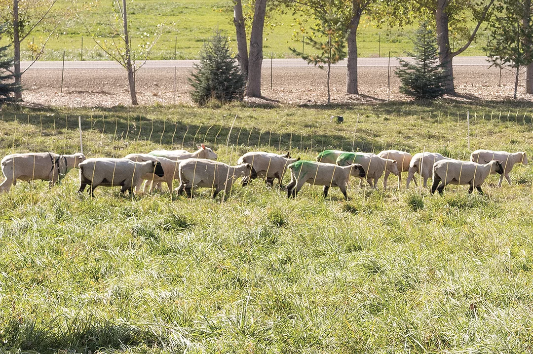 58764-lane-grass.jpg