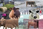 58611-top10-collage.jpg
