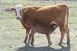 58815-mulliniks-nursing-marchant.jpg