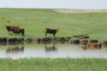 58817-omeara-cattle-pond.jpg
