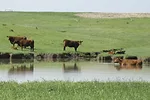 58817-omeara-cattle-pond.jpg