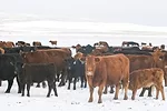 58818-cassady-snow.jpg
