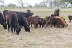 58839-rutherford-wagyu-veselka.jpg