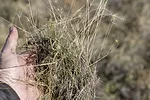 58882-jensen-Medusahead-seedlings-in-thatch-layer.jpg