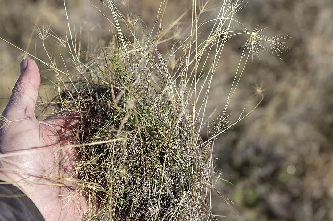 58882-jensen-Medusahead-seedlings-in-thatch-layer.jpg