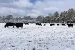 58889-moore-1.jpg