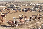 58890-ramos-feedyard.jpg