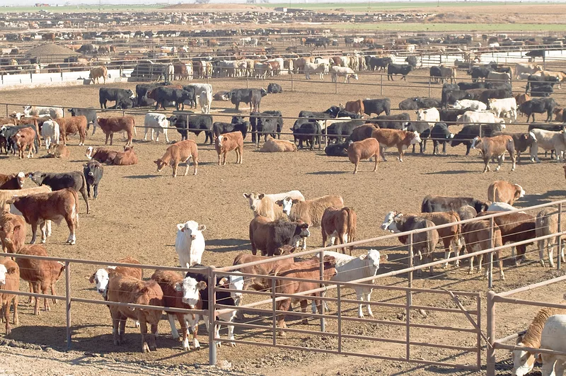 58890-ramos-feedyard.jpg 58890-ramos-feedyard.jpg