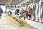 58906-Danzinger-VAS-cow.jpg