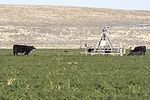 58912-kern-lunbery-graze-alfalfa-dixon.jpg
